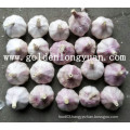 Red-Purple Skin Jinxiang Fresh Garlic